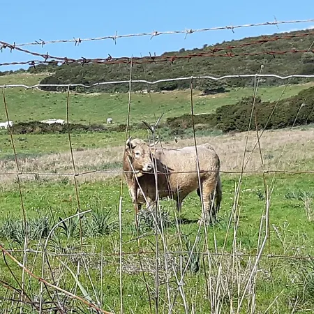 Laurus Alghero Magnifica Con Piscina 122 *